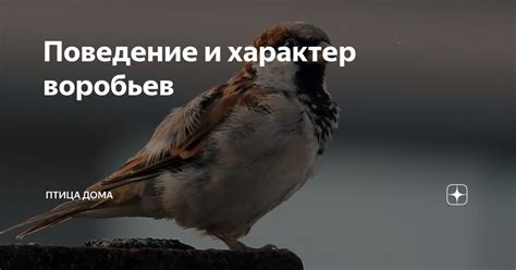 Погода влияет на поведение воробьев