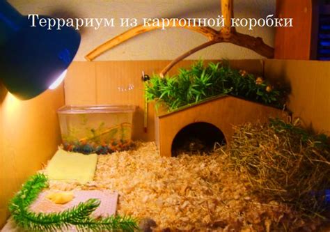 Подбор и подготовка материалов для террариума