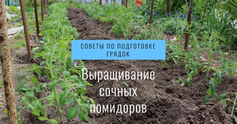 Подготовка грунта для помидоров: главная задача для успешного цветения и формирования плодов