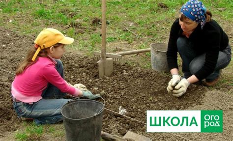 Подготовка ежевичника к сезону
