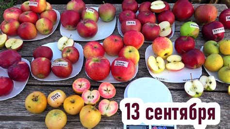 Подготовка и выбор яблок