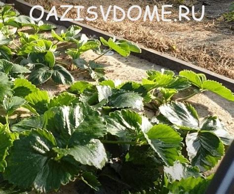 Подготовка клубники к осеннему уходу