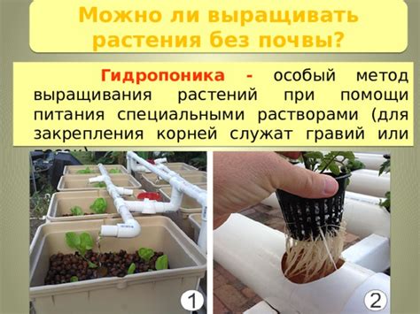 Подготовка корней для выращивания
