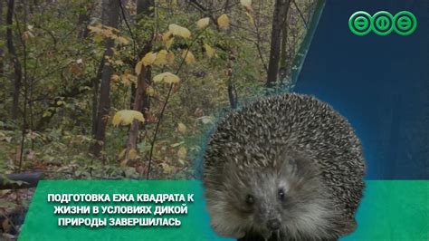 Подготовка к возвращению ежа в квартиру