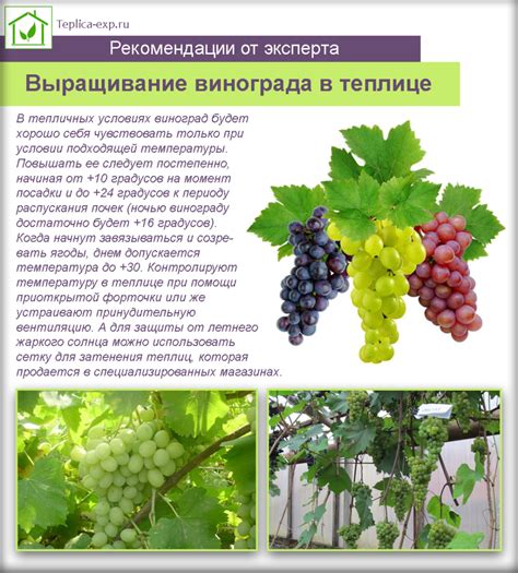 Подготовка к выращиванию винограда в теплице