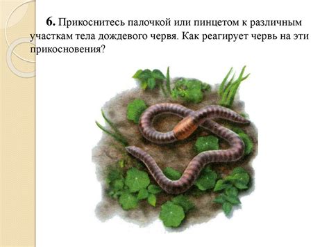 Подготовка к рисованию дождевого червя:
