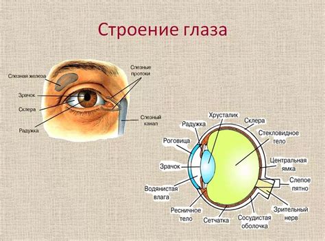 Подготовка к связыванию глаз: