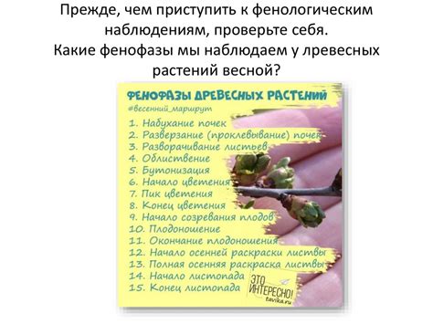 Подготовка к фенологическим наблюдениям в 5 классе