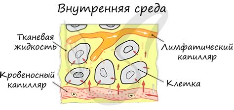 Подготовка организма
