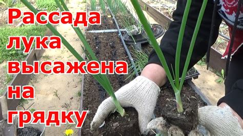 Подготовка почвы и высадка рассады лука на открытый грунт в Сибири
