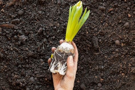 Подготовка почвы и семян для успешного выращивания