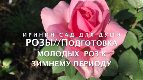 Подготовка роз к зимнему хранению