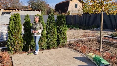 Подготовка туи к созданию бонсай