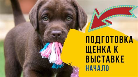 Подготовка щенка