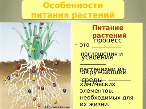 Подкормка и внесение необходимых элементов питания