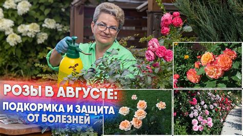 Подкормка и защита от болезней
