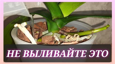 Подкормка листьев и корней виктории