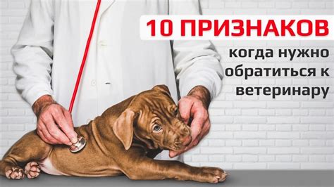 Подозрительные признаки: когда нужно обратиться к ветеринару