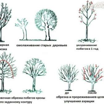 Подрезка и формирование куста: