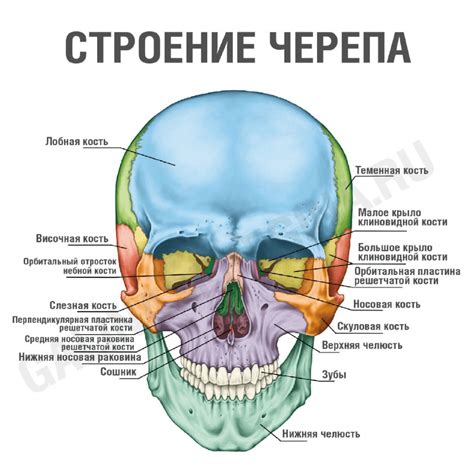 Подробное рассмотрение всех основных элементов, строение черепа и мышц лица