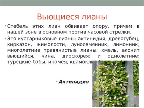 Подсветите основные детали: стебель и лианы