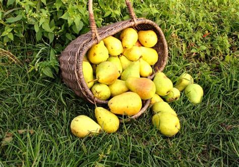 Подсказки по уходу за тепличными фруктовыми растениями