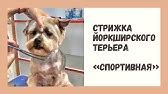 Подстрижка головы и ушей терьера