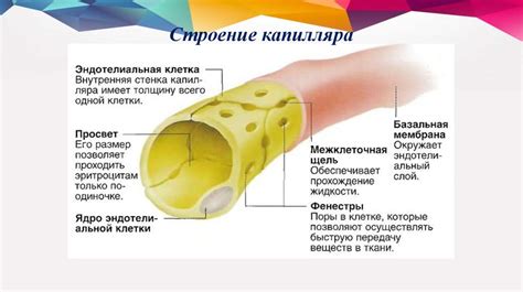 Подтверждение связи отложения кальция и состояния стенок сосудов