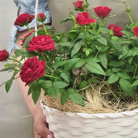 Подходящее время для пересадки розы Кордана