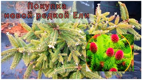 Подходящий сорт ели для дома