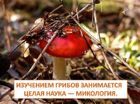 Позитивные стороны применения грибов при аллергии