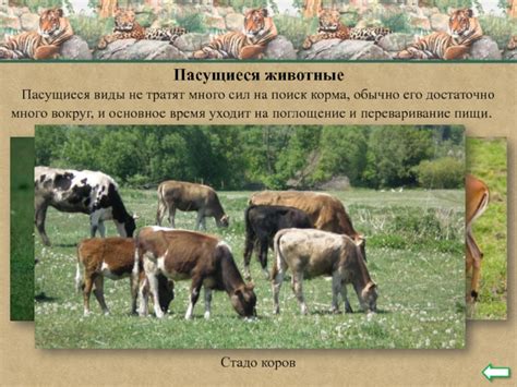 Поиск добавочного корма