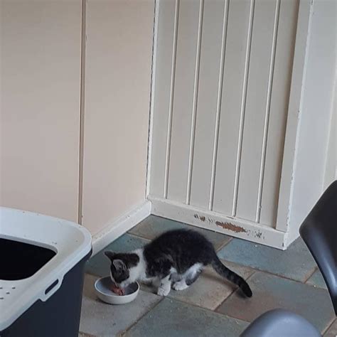 Поищите котенку новый дом