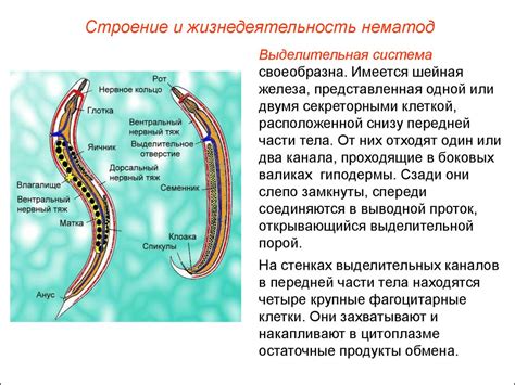 Полезная информация о методах определения и признаках глистов у человека