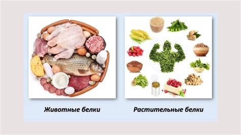 Полезность для растущего организма