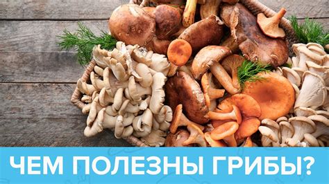 Полезные свойства грибов в сочетании с зеленым чаем
