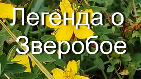 Полезные свойства зверобоя для здоровья пищеварительной системы