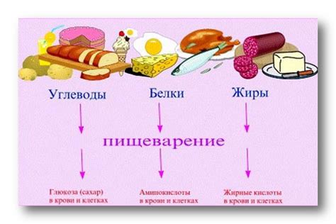 Полезные свойства и питательные вещества суеты