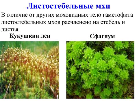 Полезные свойства моховидных растений для человека