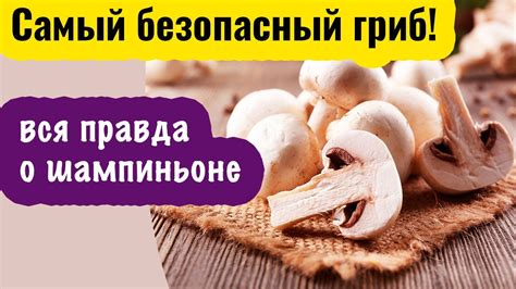 Полезные свойства шампиньонов: