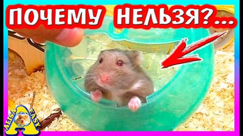 Полезные советы для комфортного путешествия с хомяком