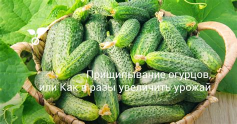 Полезные советы и техники при прищипывании огурцов
