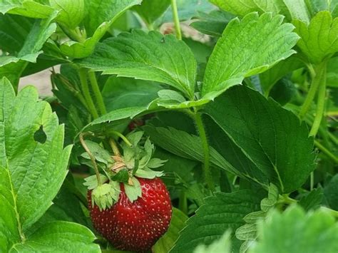 Полезные советы по выращиванию чеснока рядом с клубникой