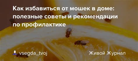 Полезные советы по очищению от мошек в доме и на улице