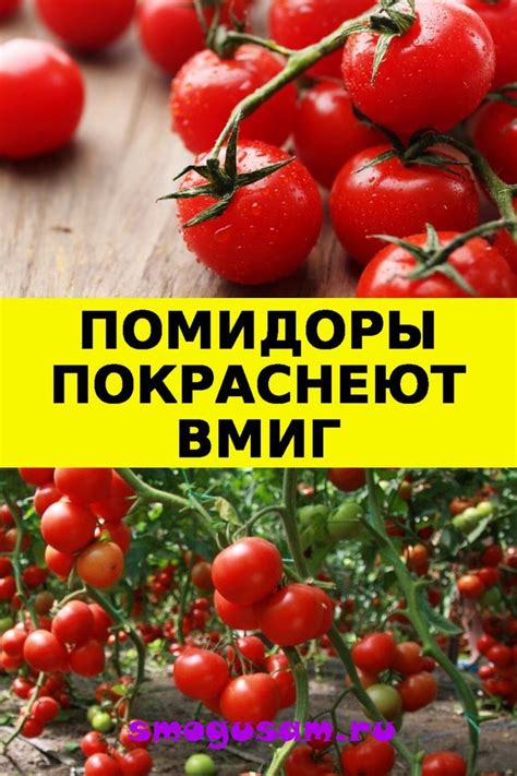 Полезные советы по ускорению созревания помидоров