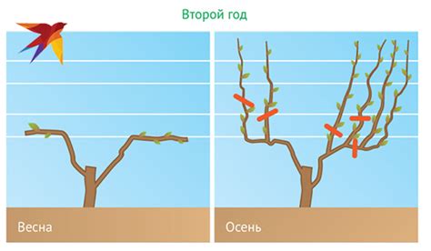 Полезные советы по уходу за диким виноградом