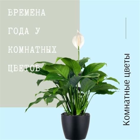 Полезные советы по уходу за комнатными цветами