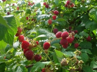 Полезные советы по уходу за малиной с улиткой ахатиной