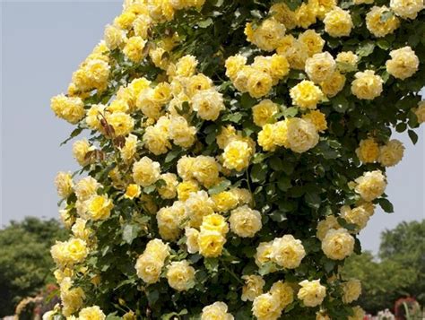 Полив и подкормка розы римоза