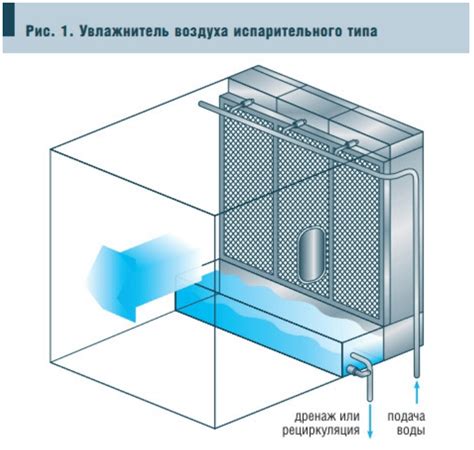 Полив и увлажнение: основные моменты